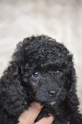 Les chiots de Caniche