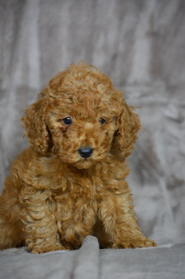 Les chiots de Caniche