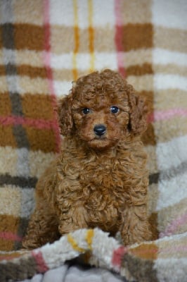 Les chiots de Caniche