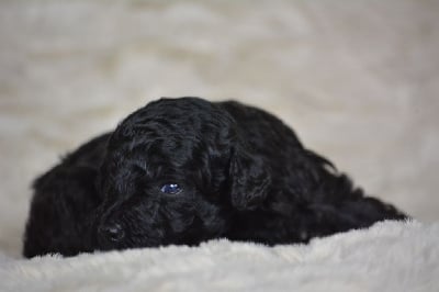 Les chiots de Caniche