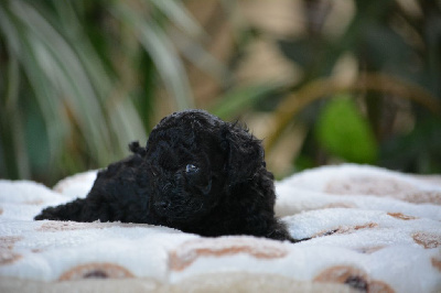 Les chiots de Caniche