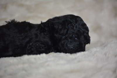 Les chiots de Caniche