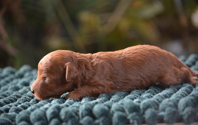 Caniche - Of Aveburry Queen