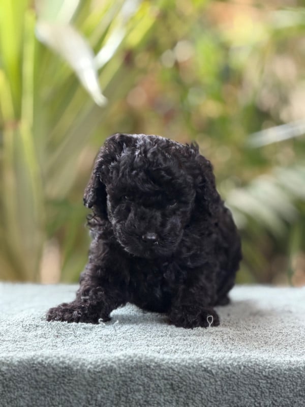 Caniche - Of Aveburry Queen