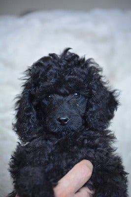 Caniche - Of Aveburry Queen