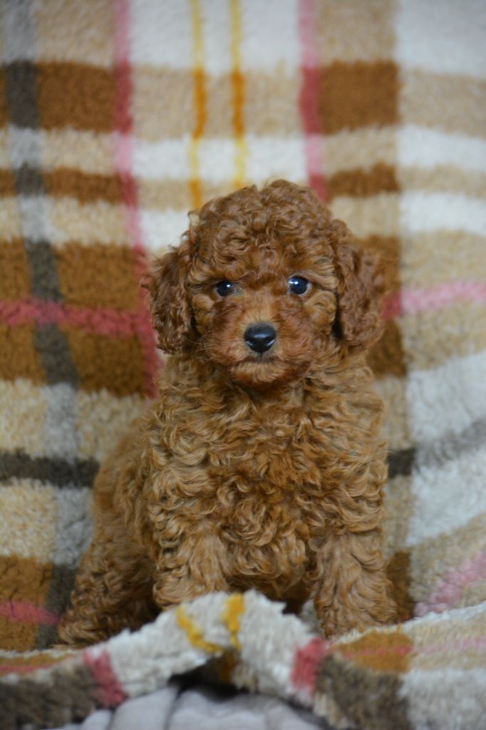 Caniche - Of Aveburry Queen