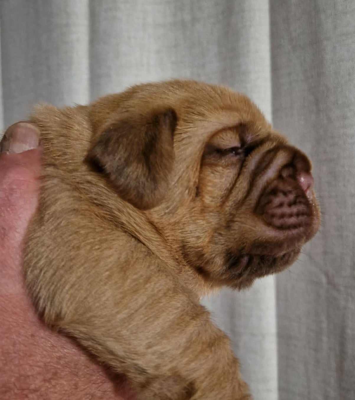 Femelle sans collier - Dogue de Bordeaux