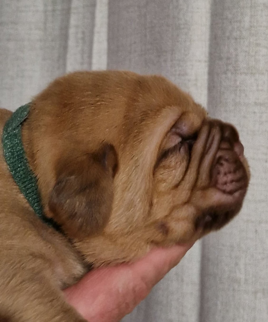 femelle collier vert - Dogue de Bordeaux