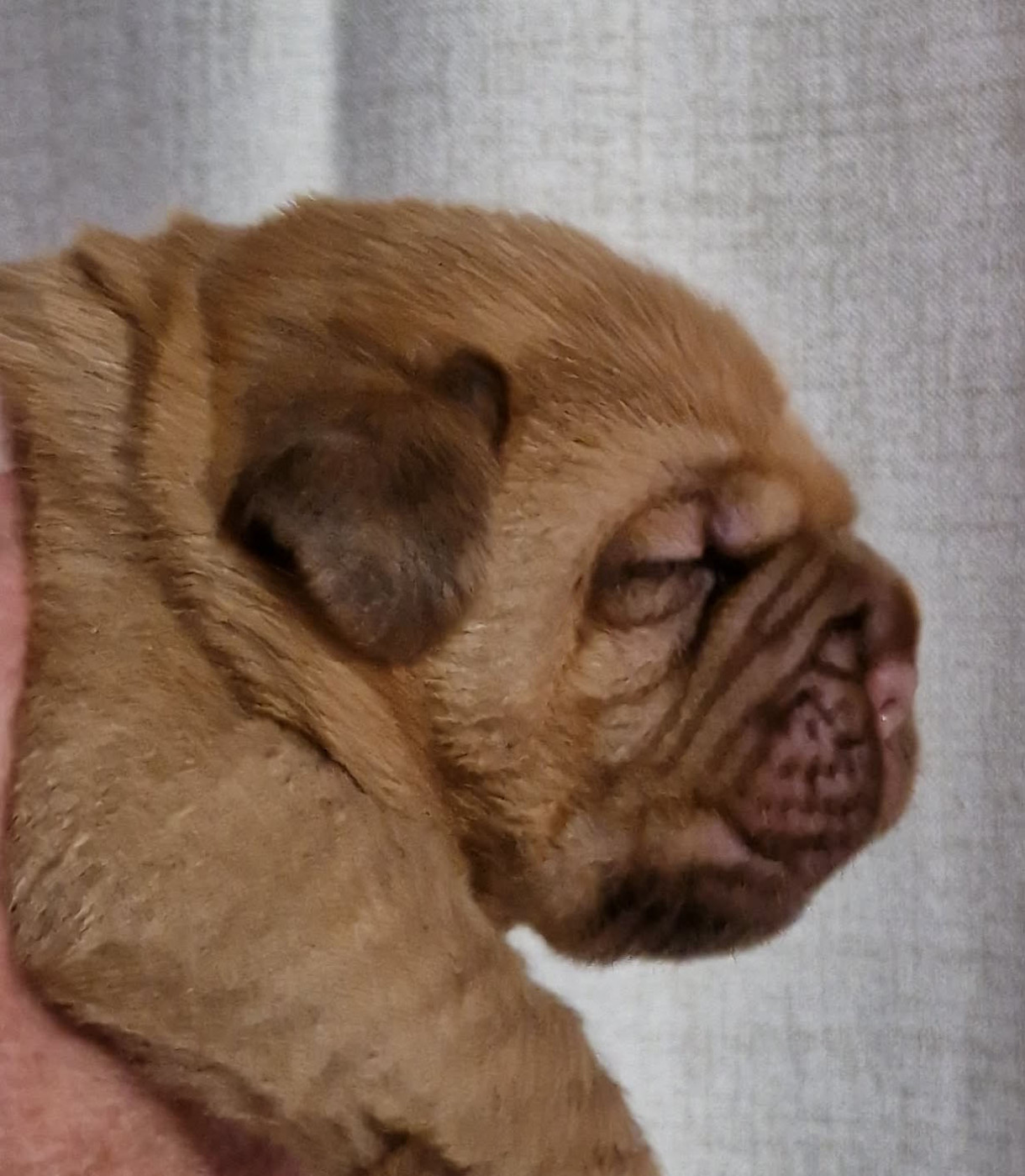 Mâle - Dogue de Bordeaux