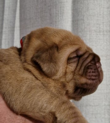 femelle collier orange - Dogue de Bordeaux