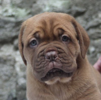 Les chiots de Dogue de Bordeaux