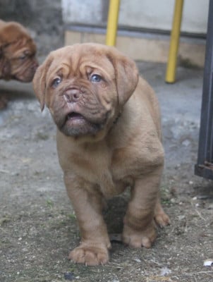 Les chiots de Dogue de Bordeaux