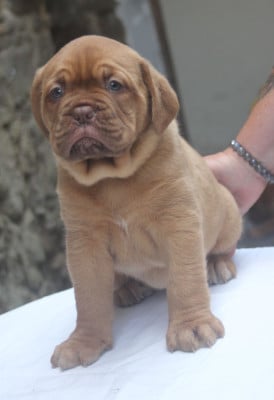 Les chiots de Dogue de Bordeaux