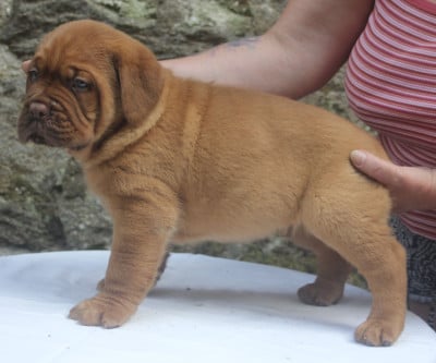 Les chiots de Dogue de Bordeaux