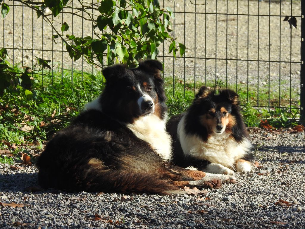 Publication : Du Sapin Vert