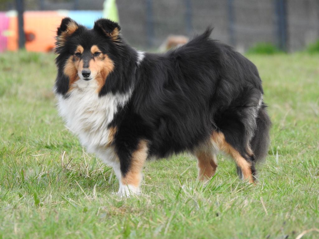 Publication : Du Sapin Vert