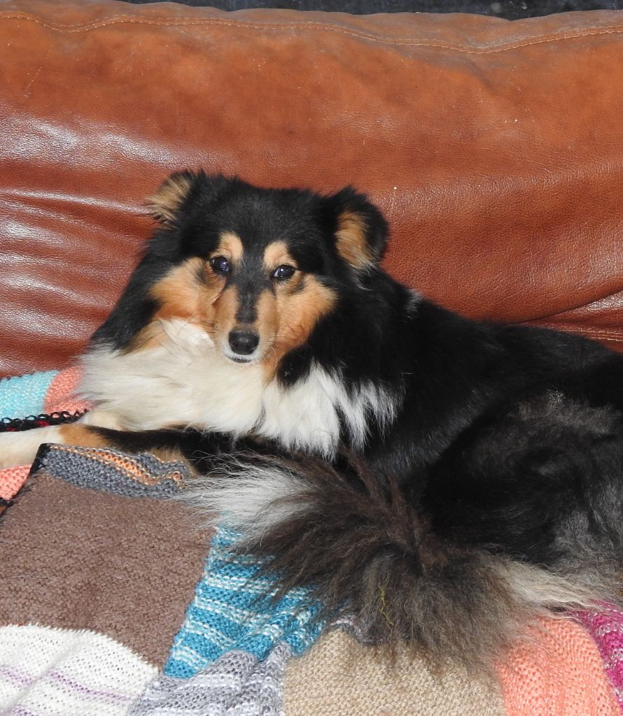 Publication : Du Sapin Vert