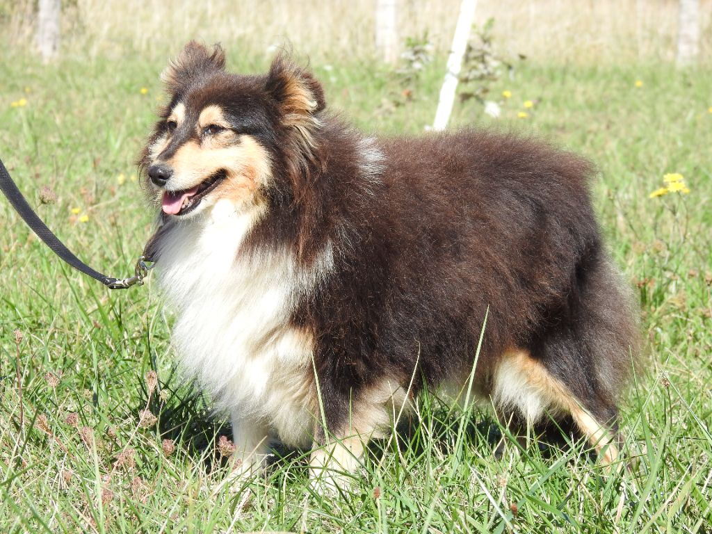 Publication : Du Sapin Vert