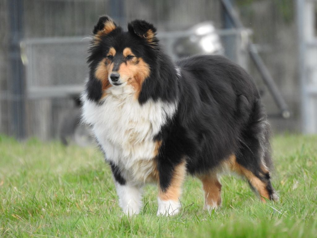 Publication : Du Sapin Vert