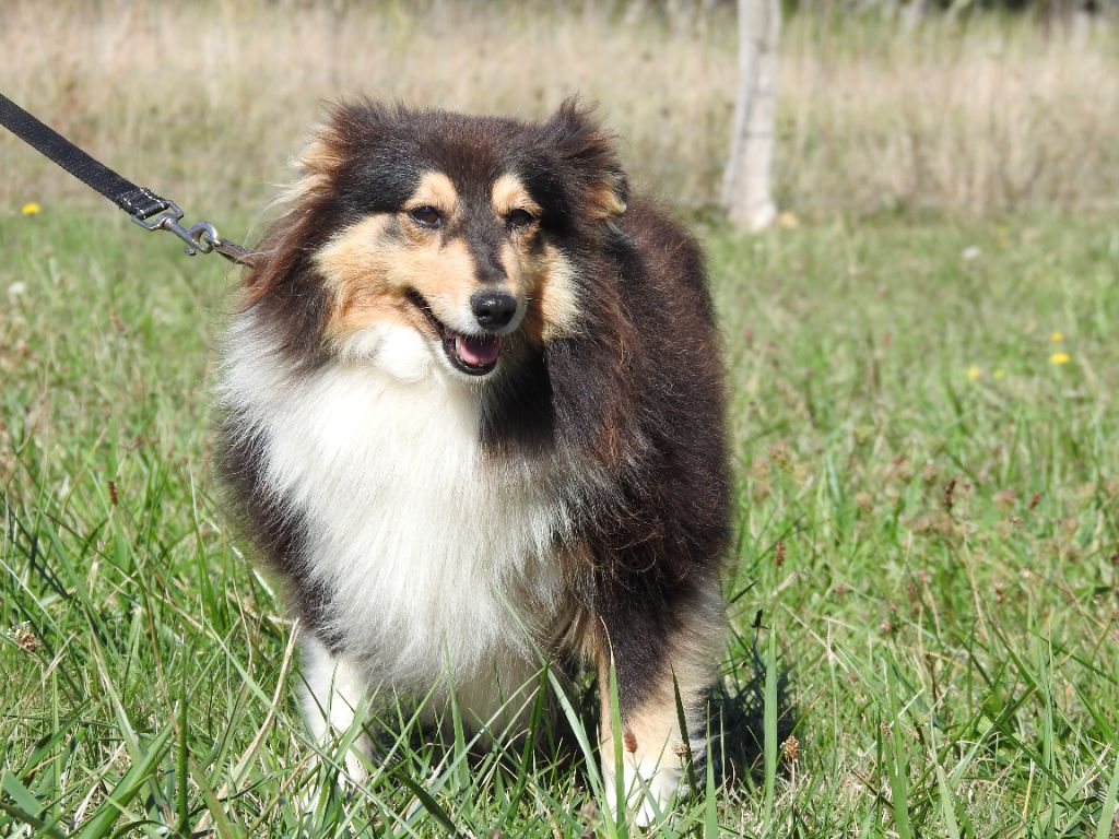 Publication : Du Sapin Vert