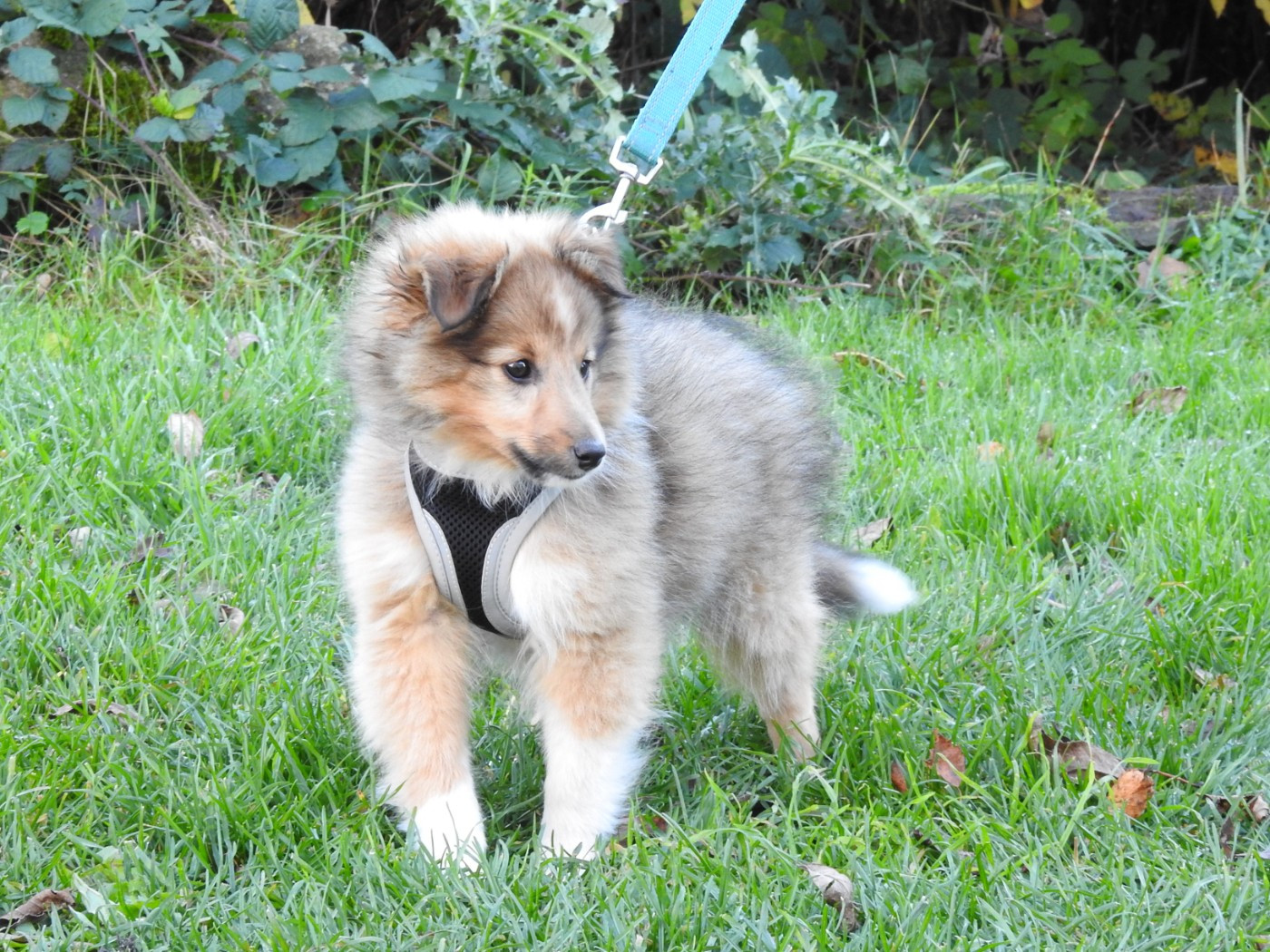 CHIOT 2 - collier vert