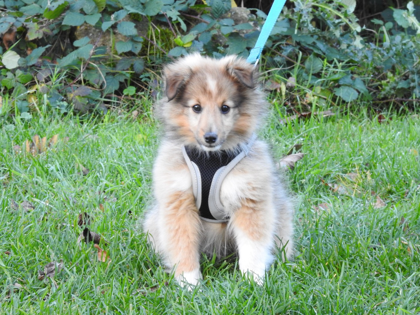 CHIOT 2 - collier vert