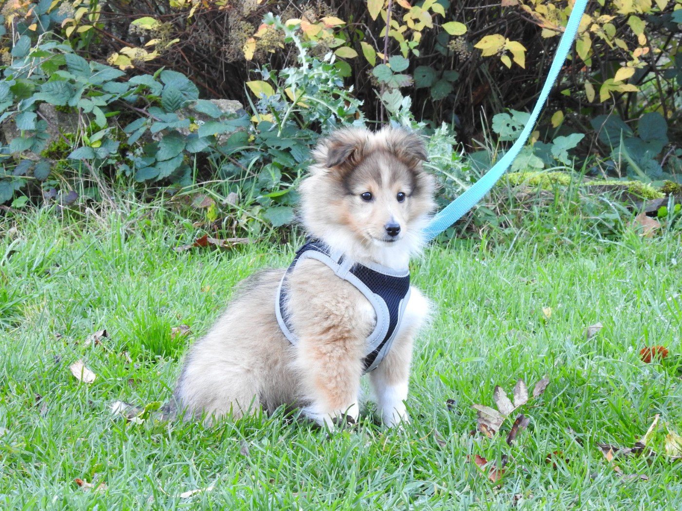 CHIOT 3 - collier marron