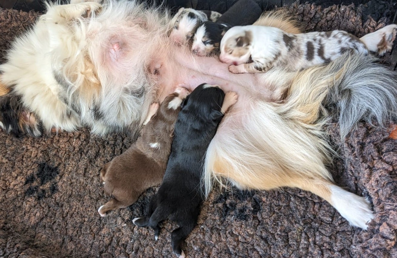 Berger Américain Miniature  - Du Sapin Vert