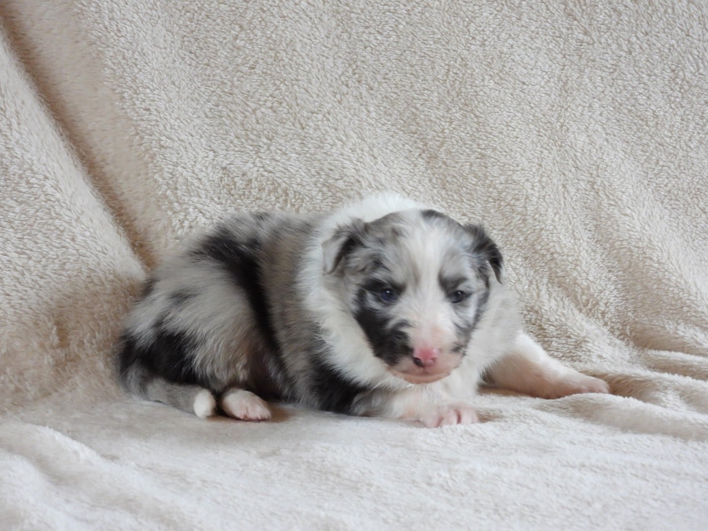 Shetland Sheepdog - Du Sapin Vert
