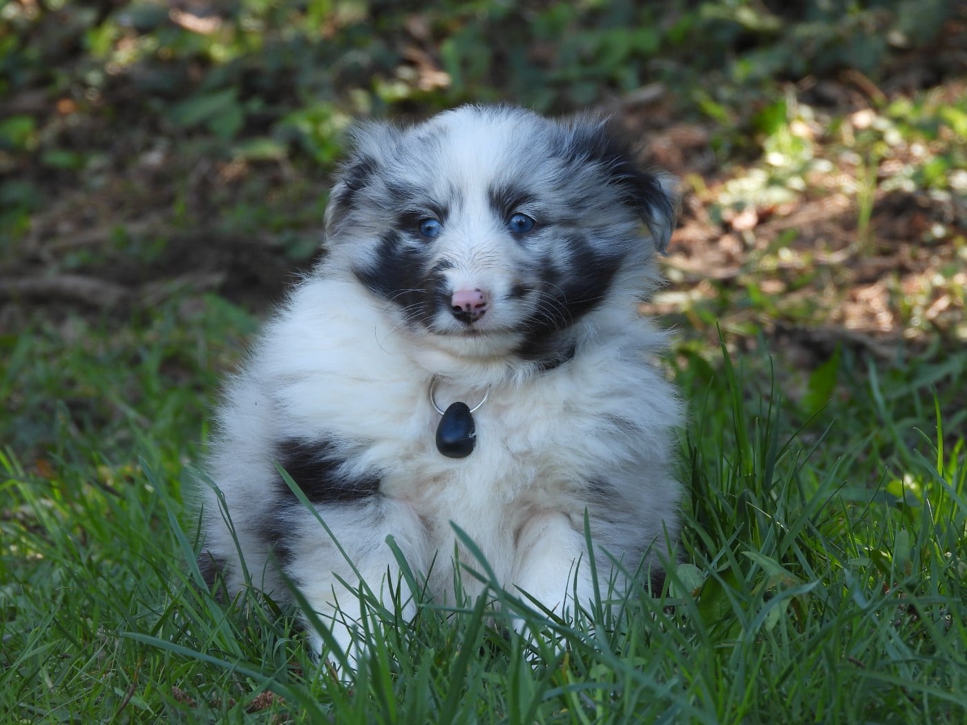 Shetland Sheepdog - Du Sapin Vert