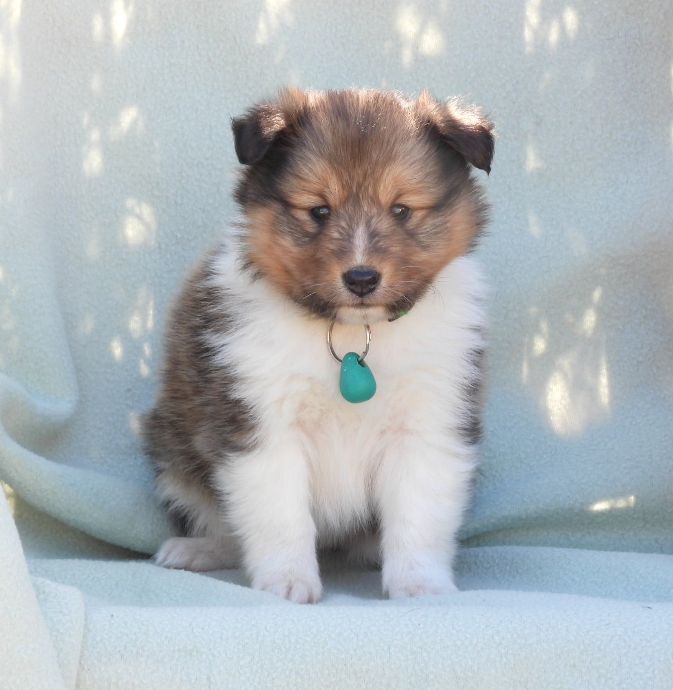 Shetland Sheepdog - Du Sapin Vert