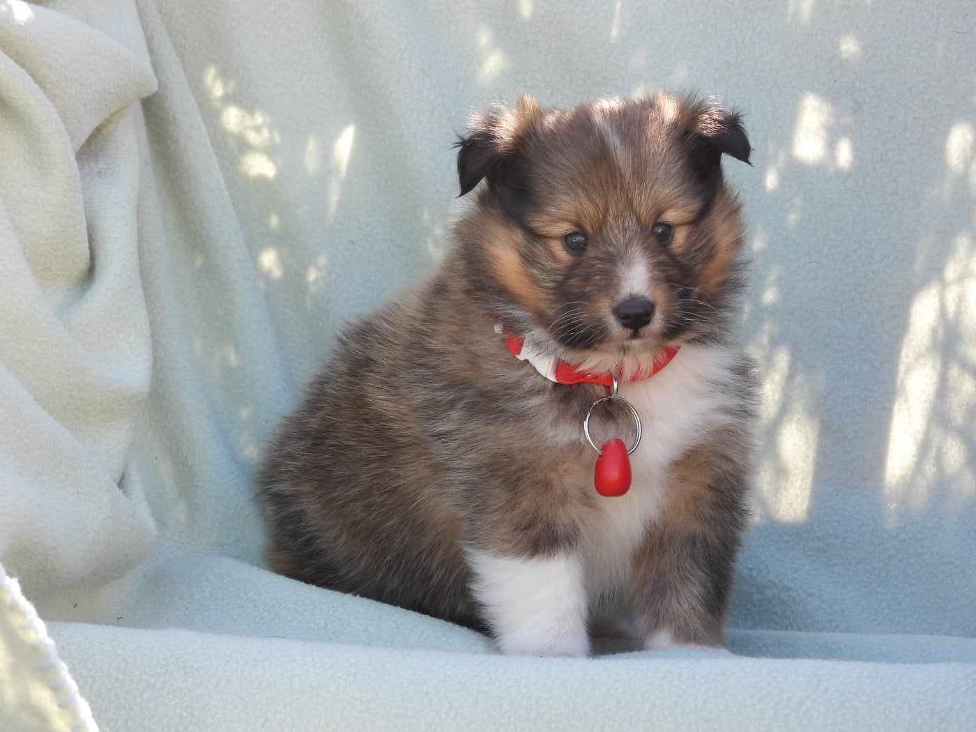 Shetland Sheepdog - Du Sapin Vert