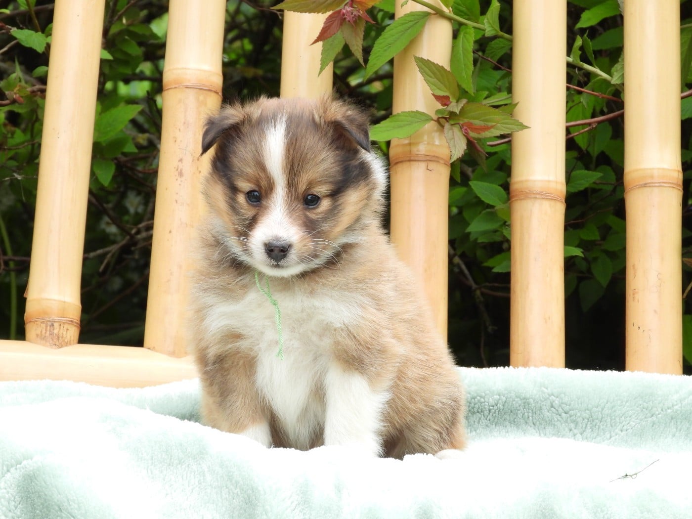 Shetland Sheepdog - Du Sapin Vert