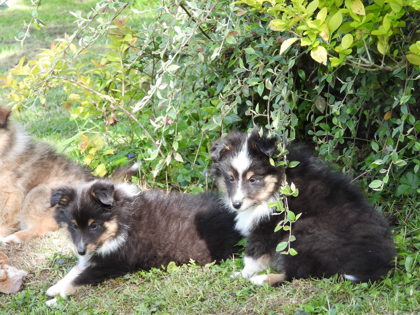 Chiot N°3