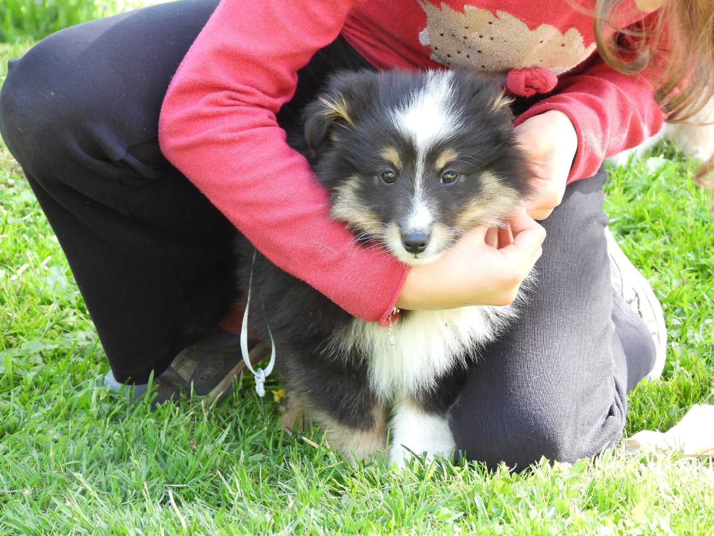Chiot N°3