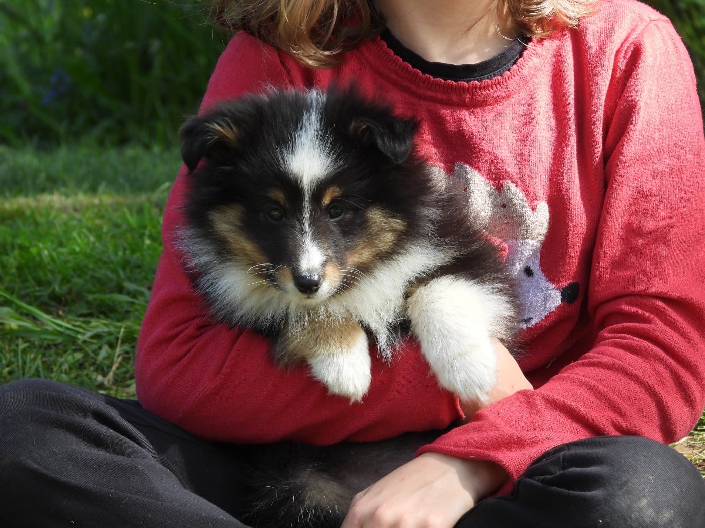 Chiot N°3