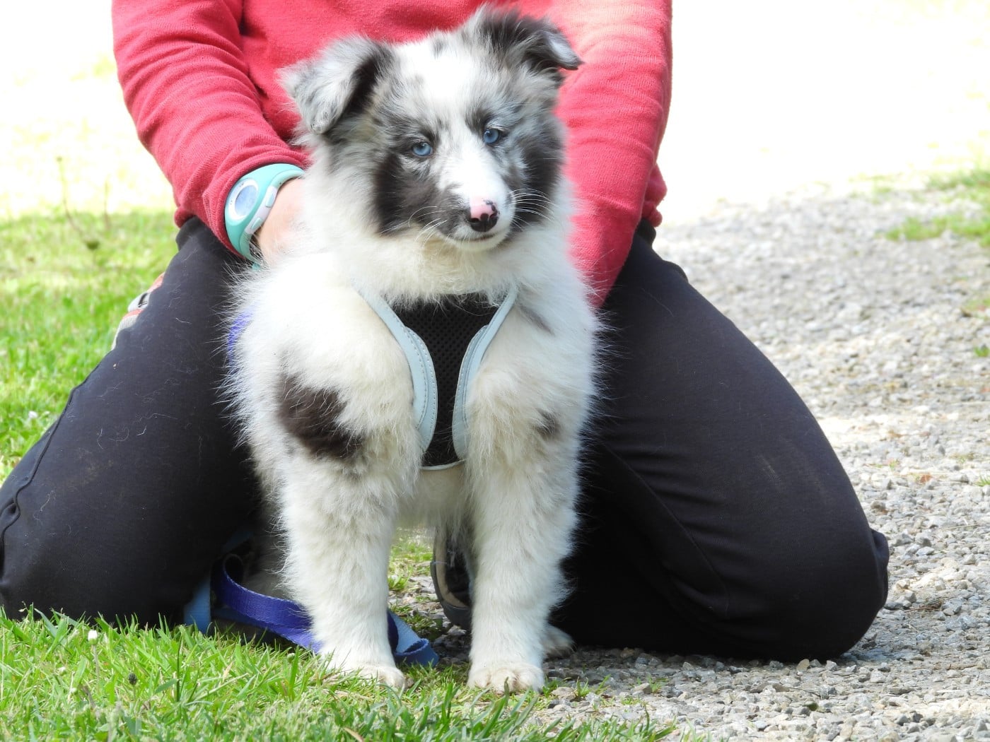 Shetland Sheepdog - Du Sapin Vert