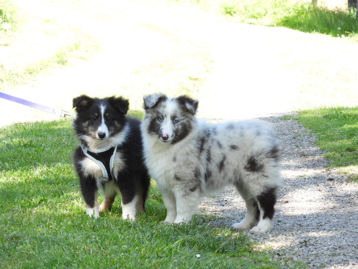 Chiot N°2