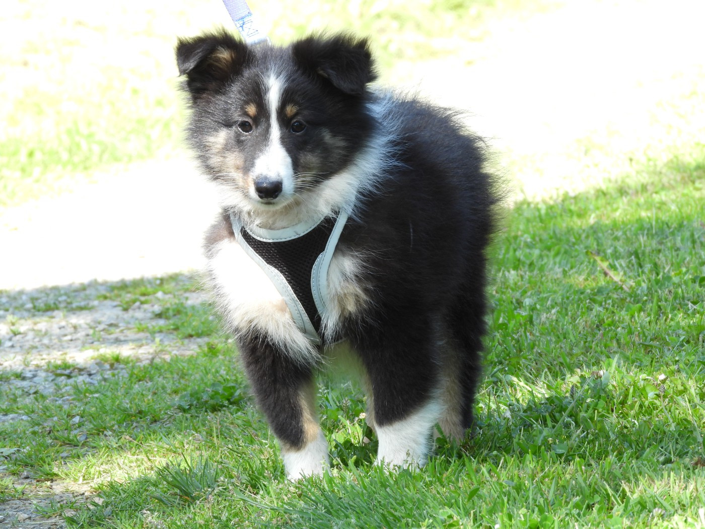 Chiot N°2