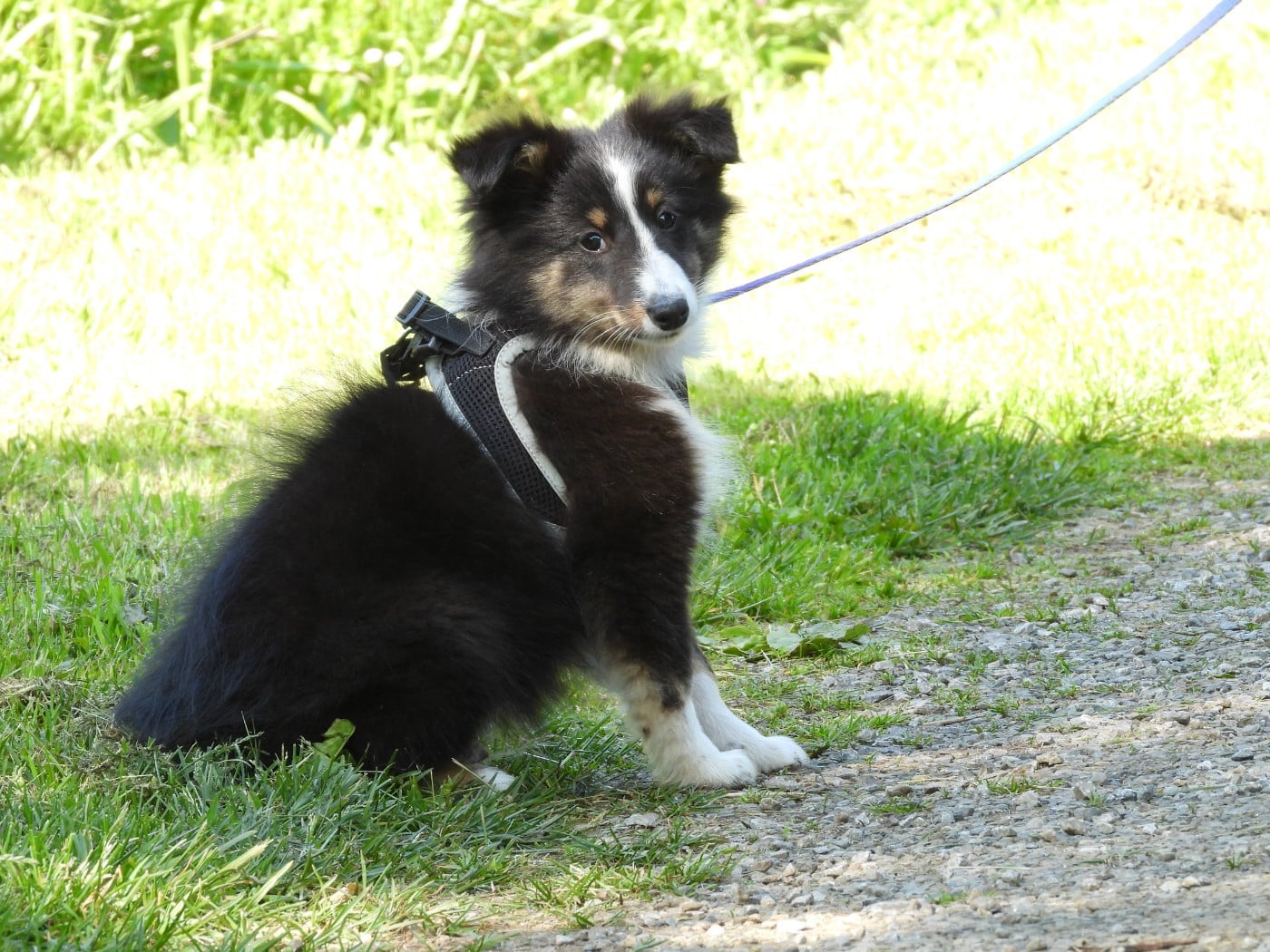 Chiot N°2