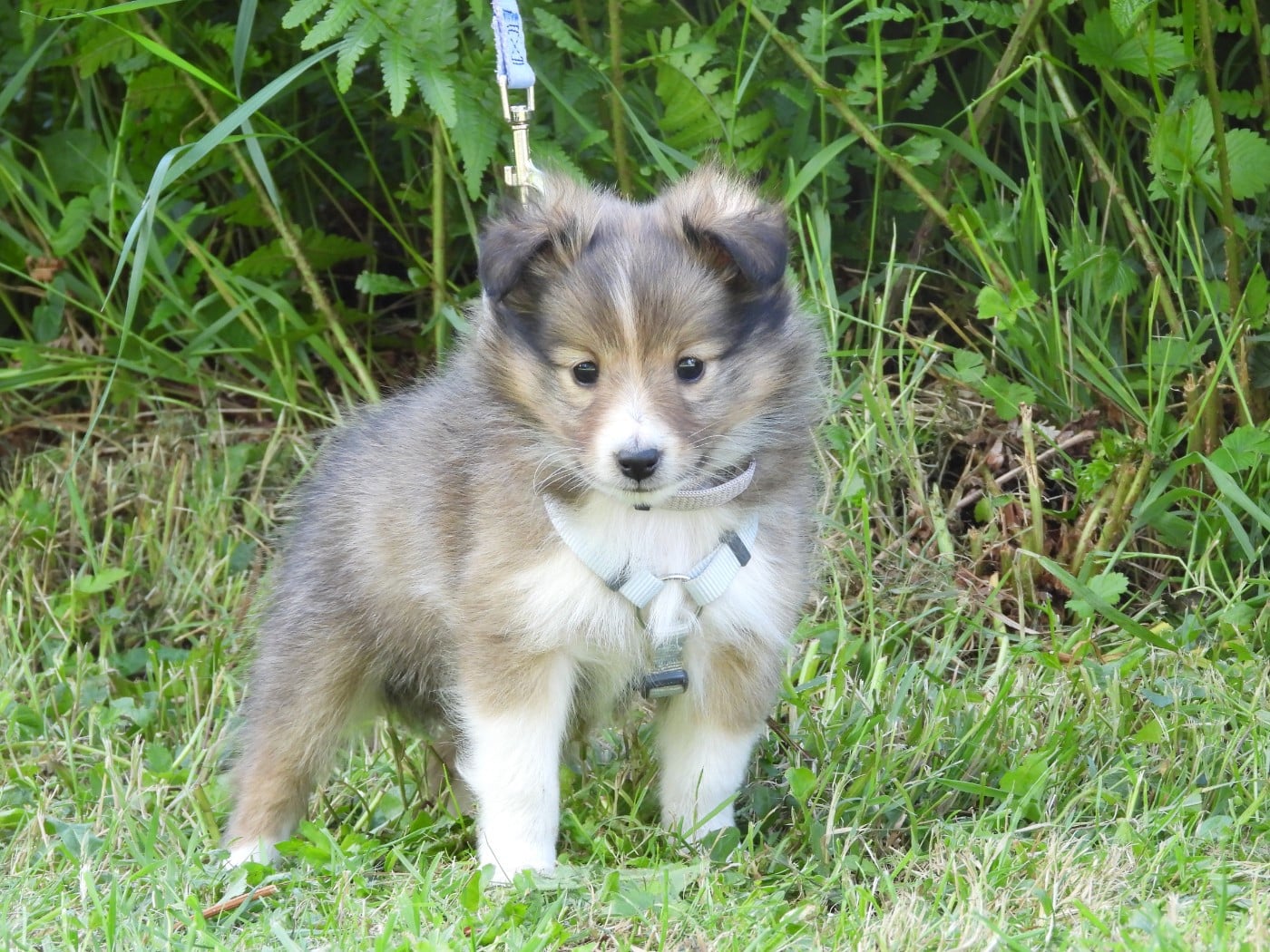 Shetland Sheepdog - Du Sapin Vert