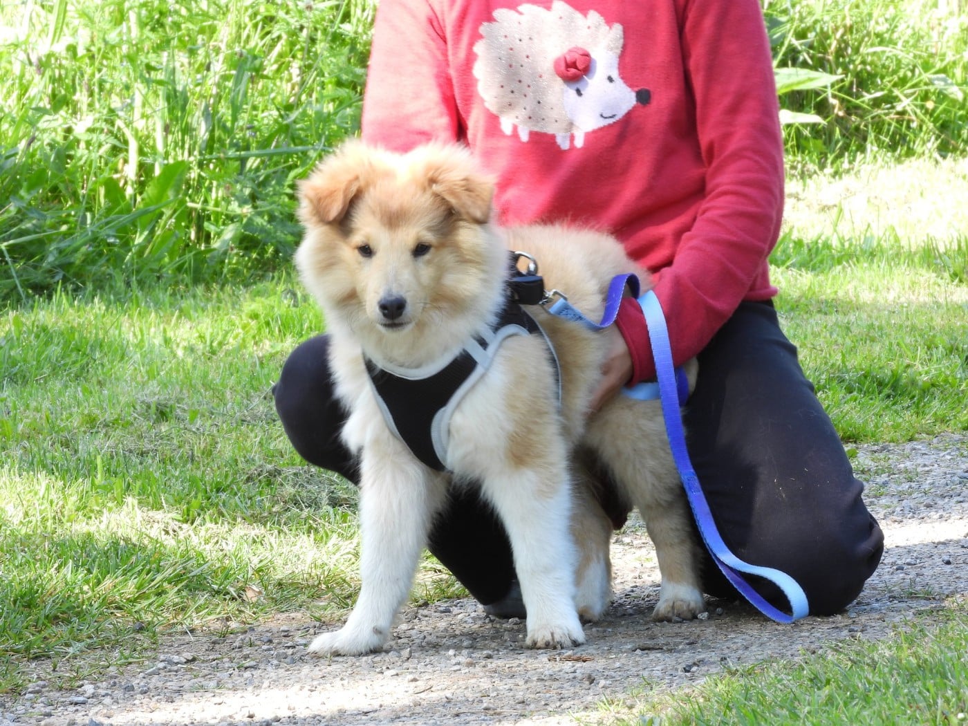 Chiot N°2
