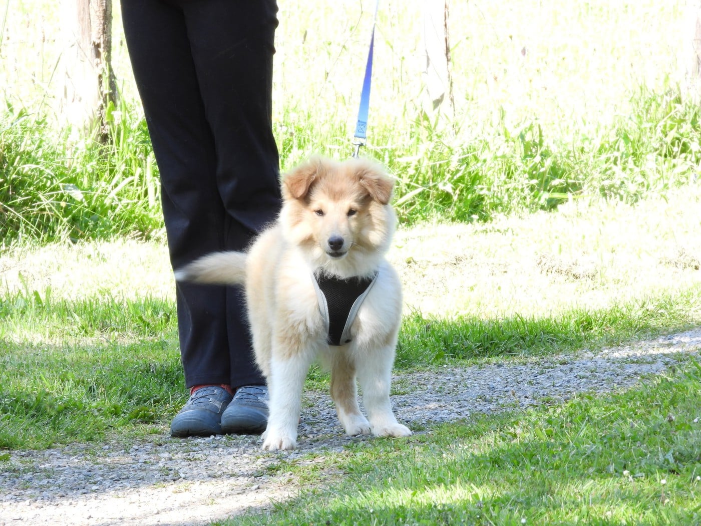 Chiot N°2