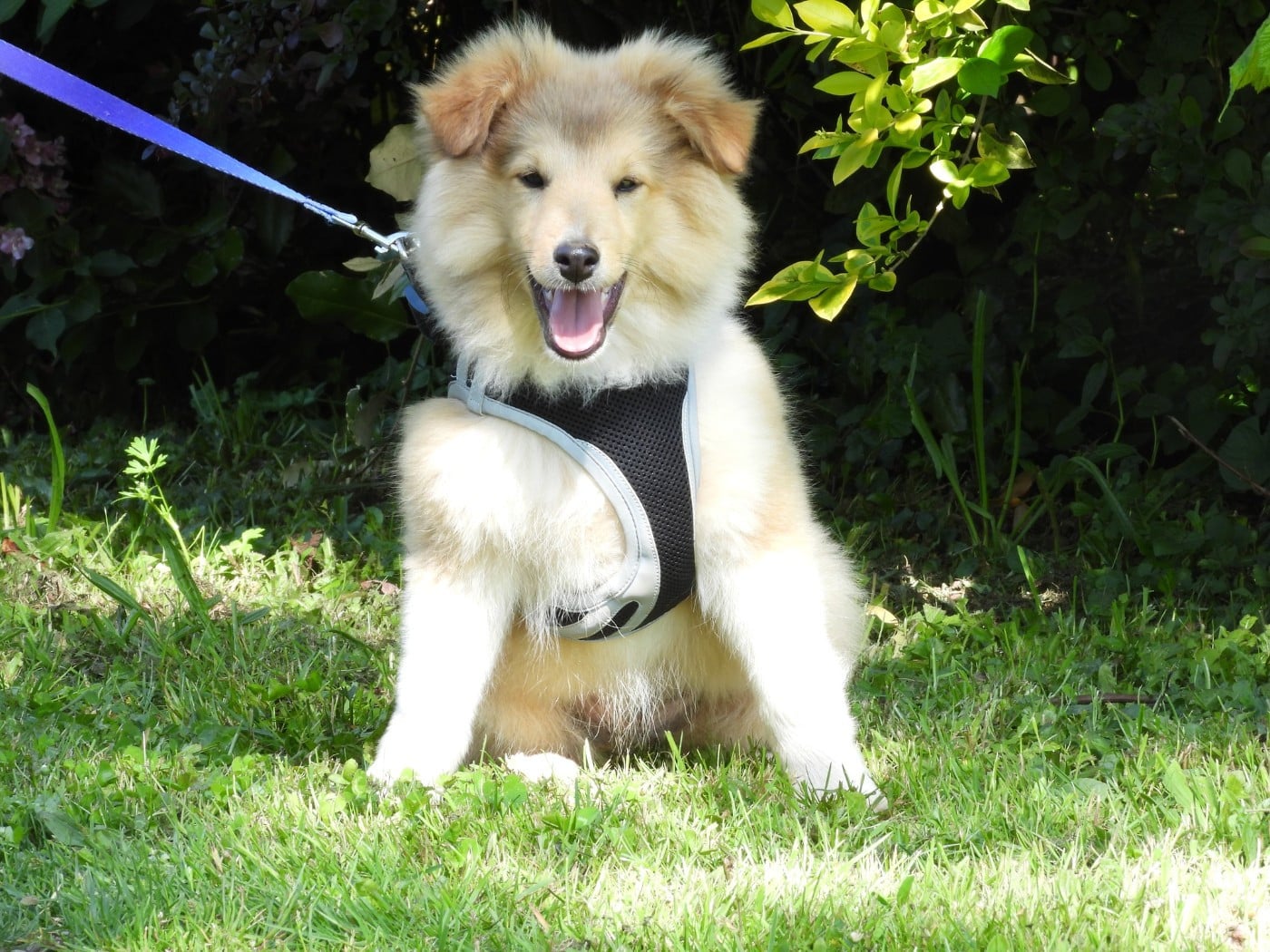 Chiot N°2