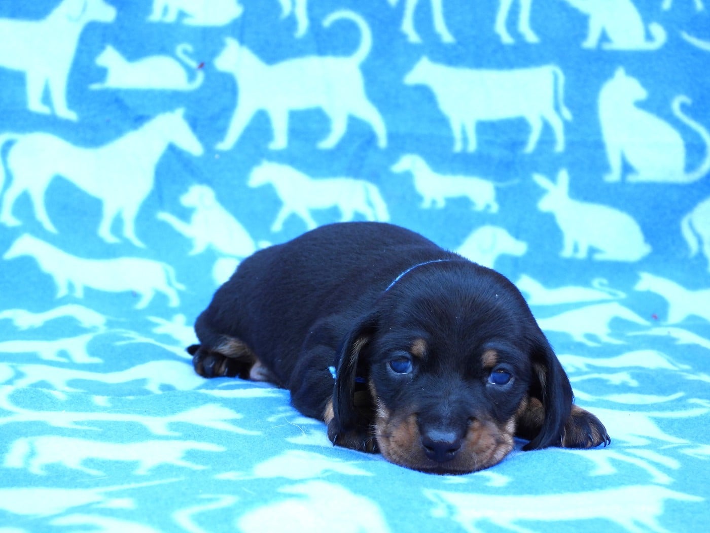Chiot N°2 - nain - noir et feu