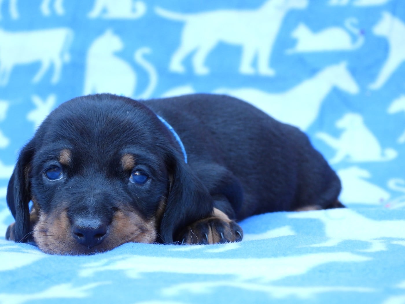 Chiot N°2 - nain - noir et feu