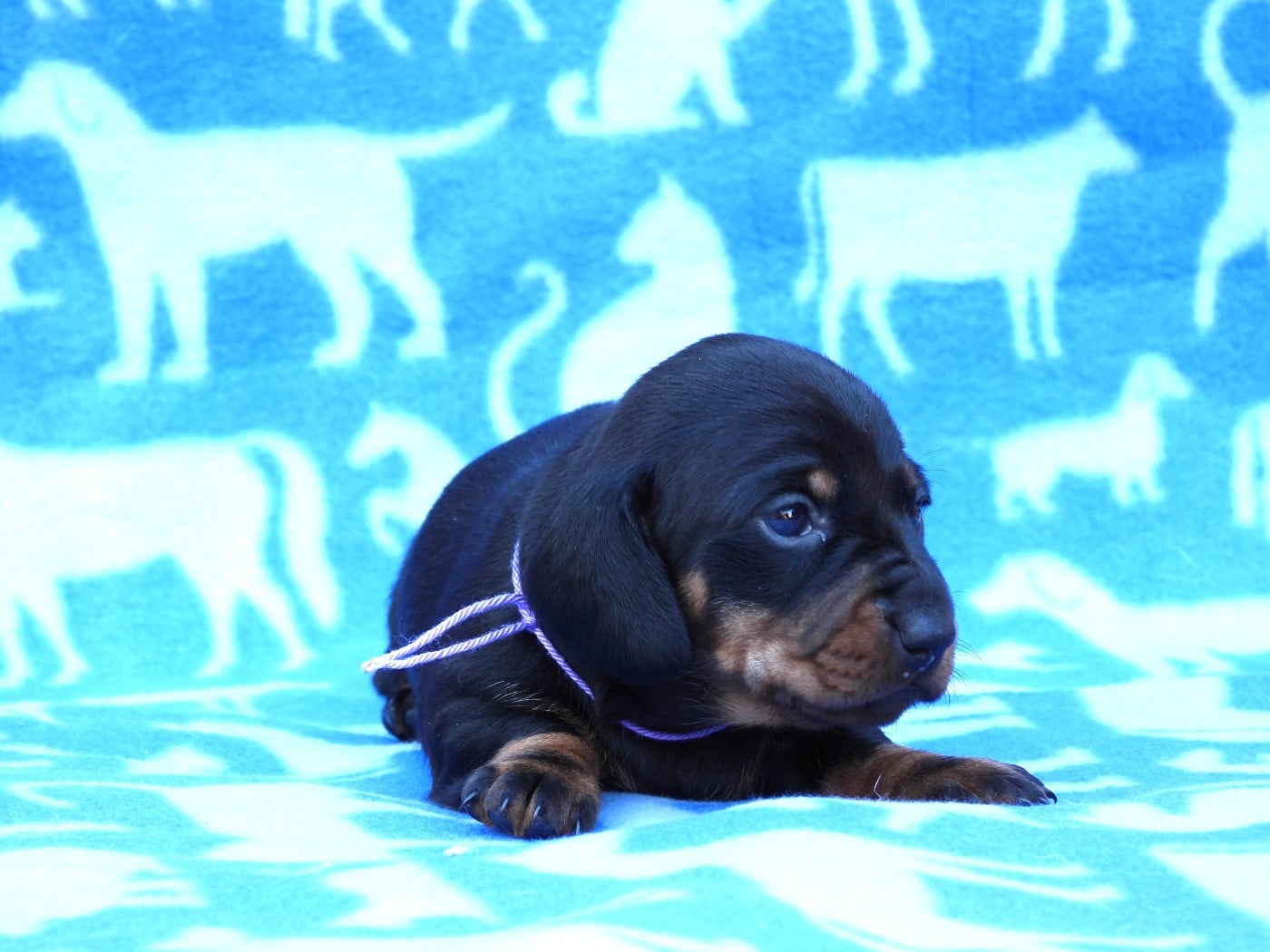 Chiot N°3 noire et feu naine