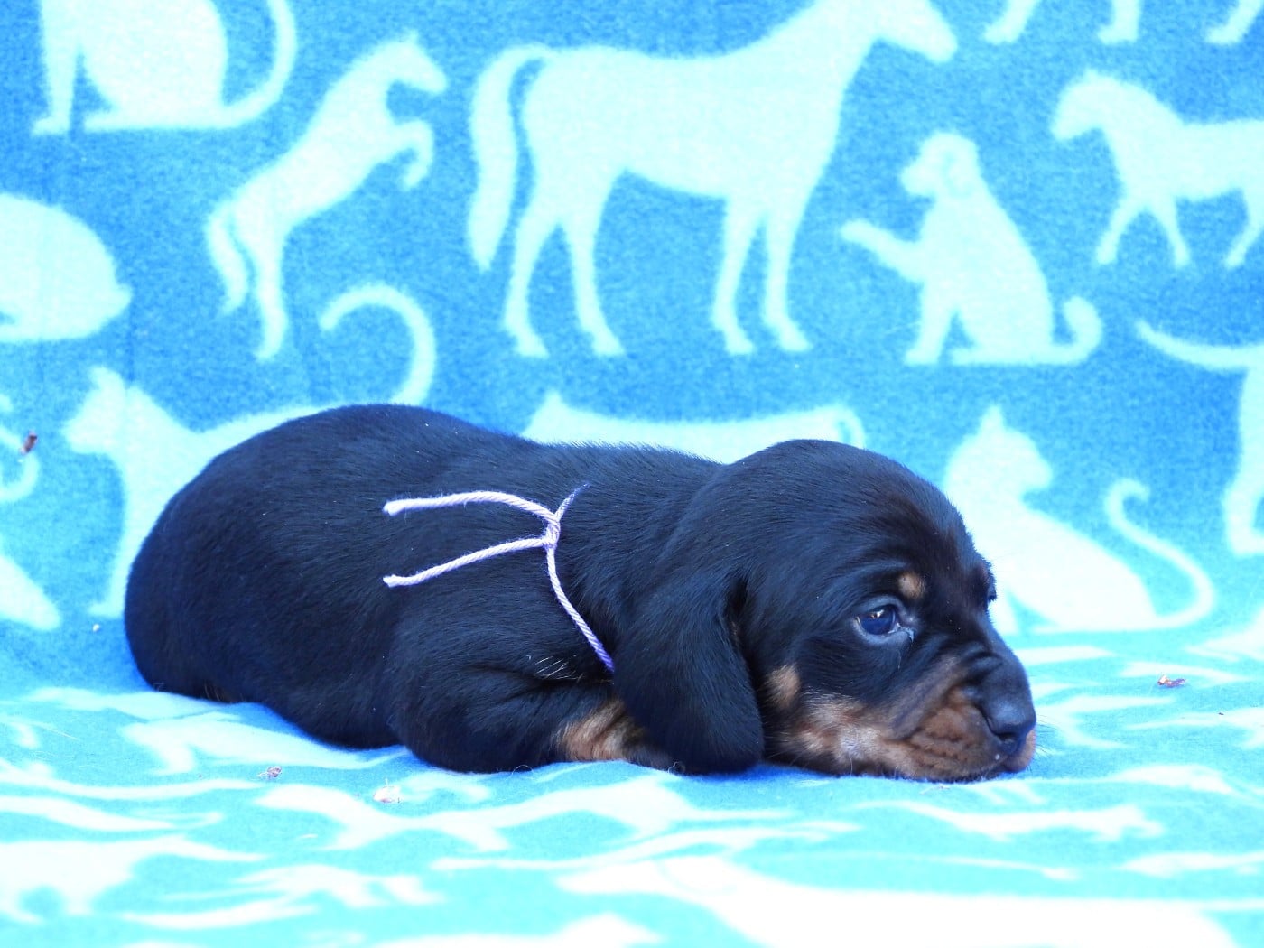 Chiot N°3 noire et feu naine