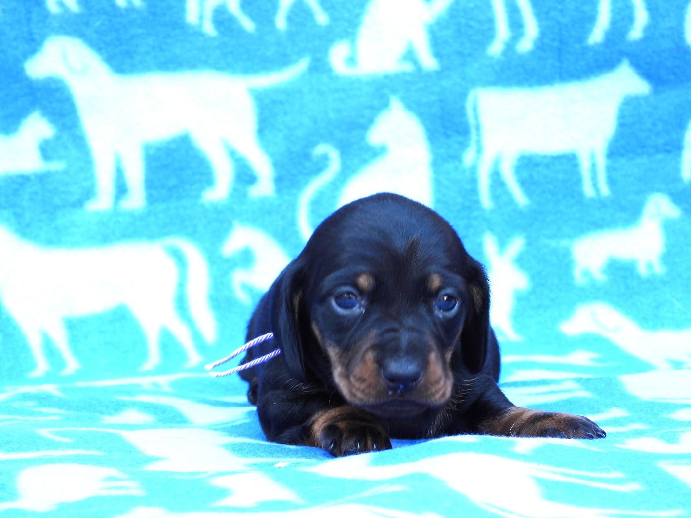 Chiot N°3 noire et feu naine