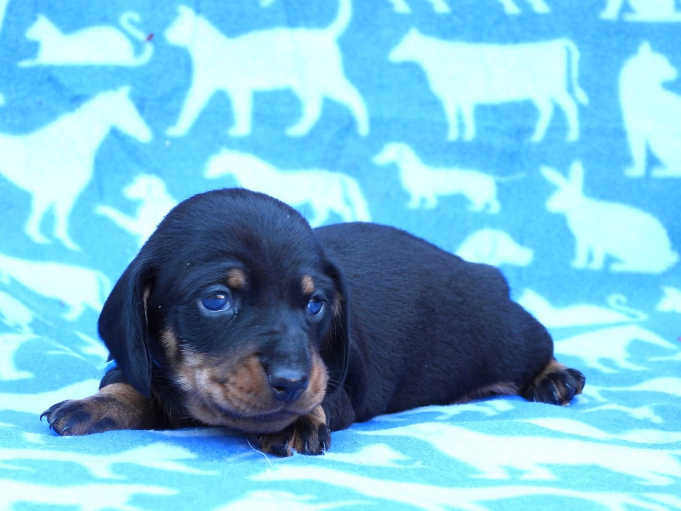 Chiot N°2 - nain - noir et feu